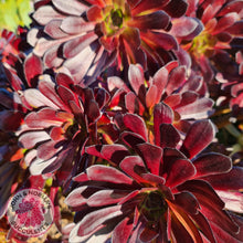 Load image into Gallery viewer, Aeonium ‘Zwartkop’ - Cutting - John &amp; Norma&#39;s Succulents
