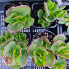 Cotyledon woodii