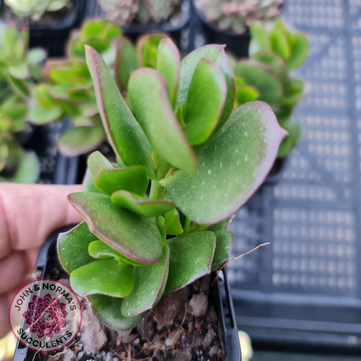Cotyledon woodii