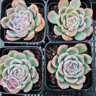 Echeveria Silhouette