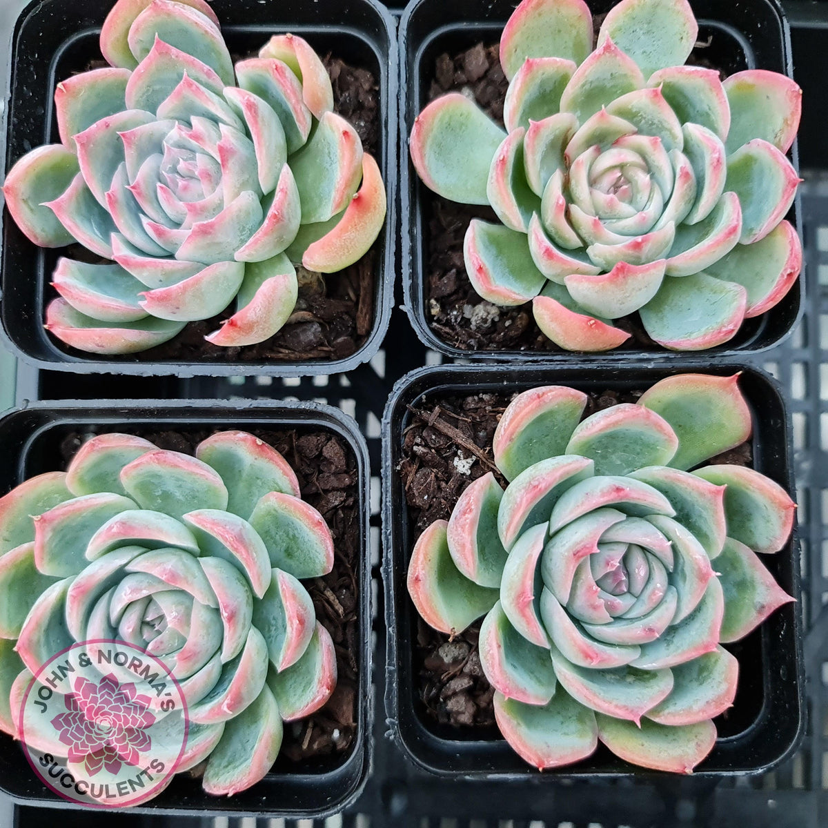 Echeveria Silhouette
