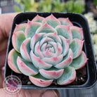 Echeveria Silhouette