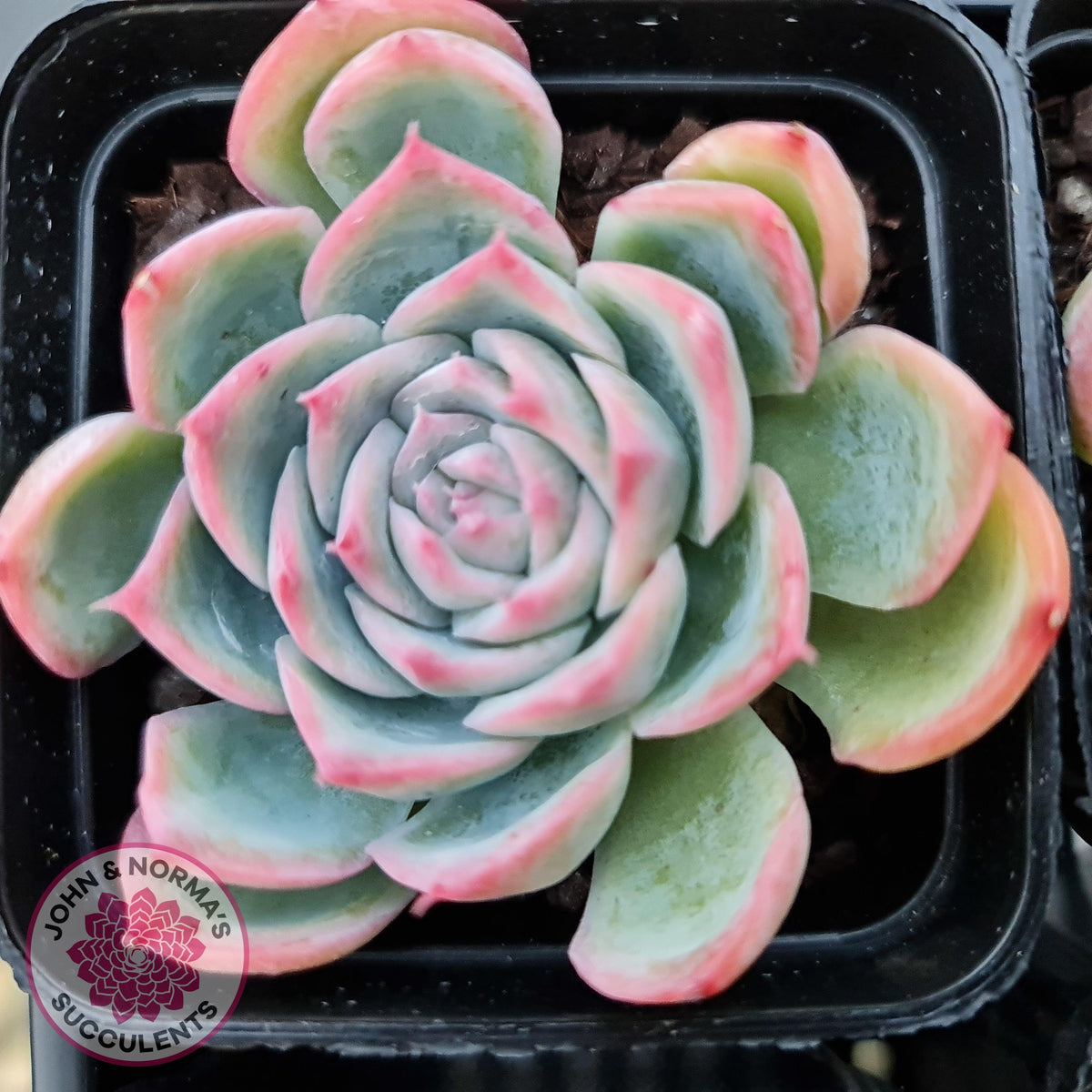Echeveria Silhouette