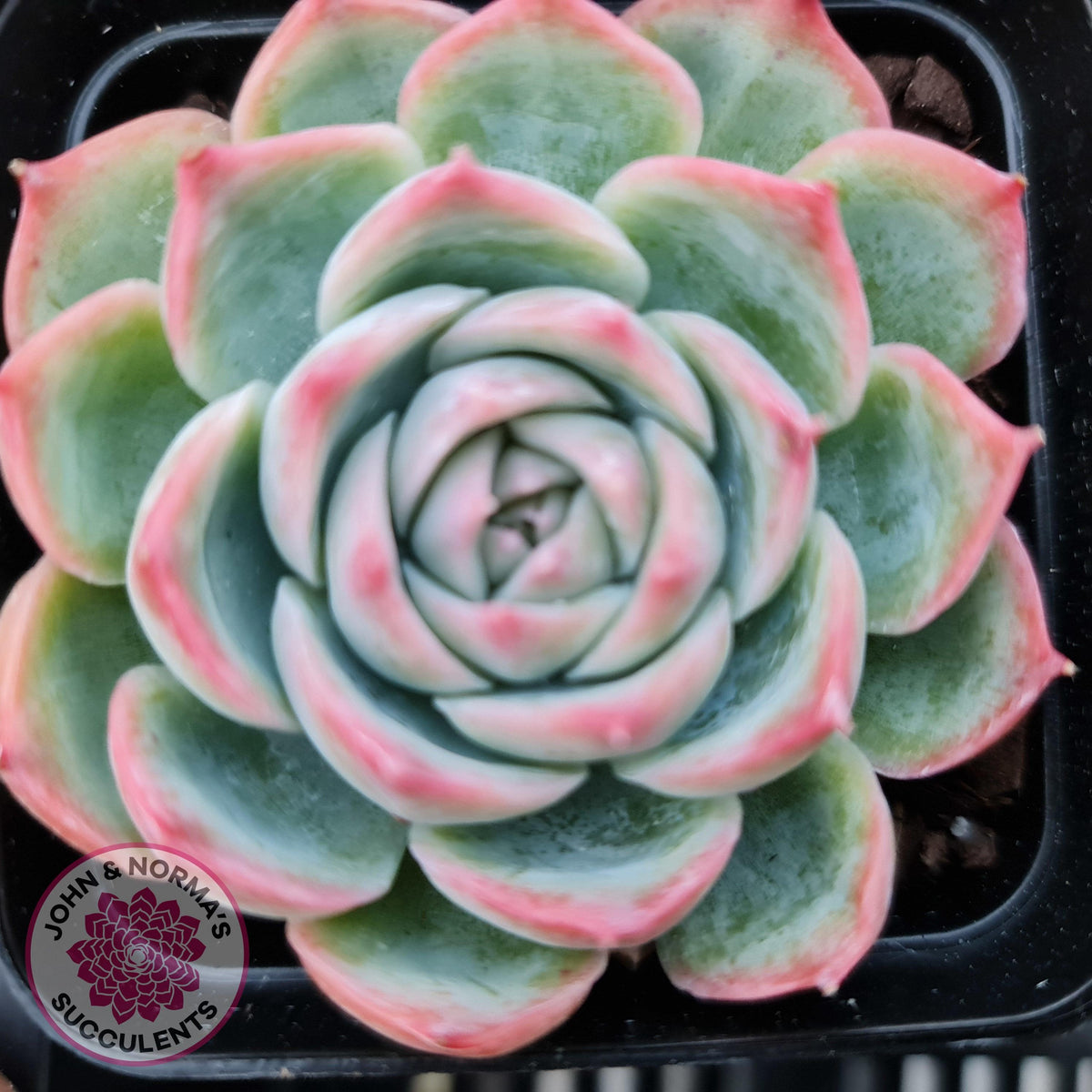 Echeveria Silhouette