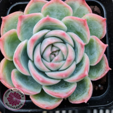 Load image into Gallery viewer, Echeveria Silhouette - John &amp; Norma&#39;s Succulents
