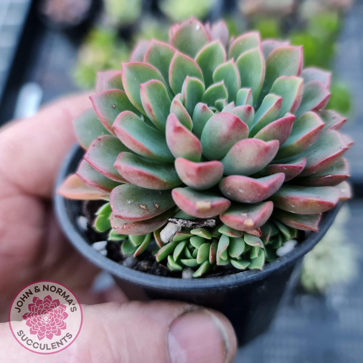 Sedeveria Darley Dale - (w pups)