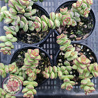 Crassula Rupestris