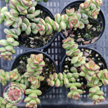 Load image into Gallery viewer, Crassula Rupestris - John &amp; Norma&#39;s Succulents
