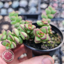 Load image into Gallery viewer, Crassula Rupestris - John &amp; Norma&#39;s Succulents
