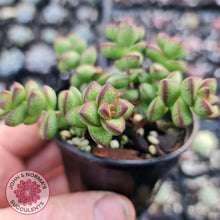 Load image into Gallery viewer, Crassula Rupestris - John &amp; Norma&#39;s Succulents
