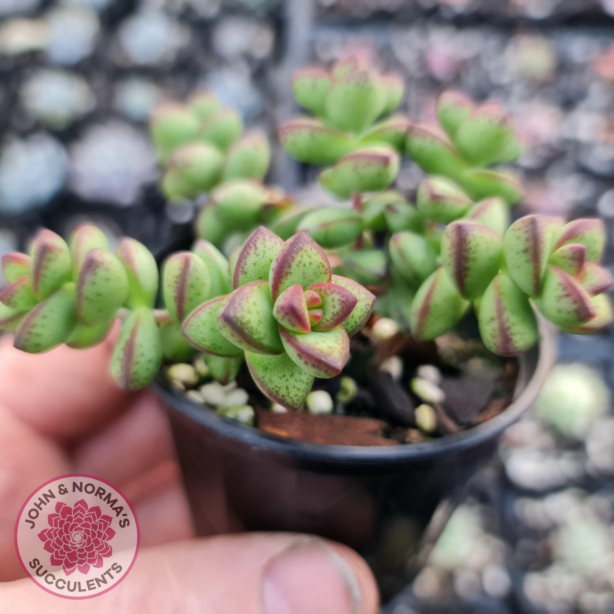 rupestris succulent Buy Crassula Rupestris Australia