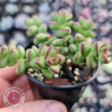 Load image into Gallery viewer, Crassula Rupestris - John &amp; Norma&#39;s Succulents
