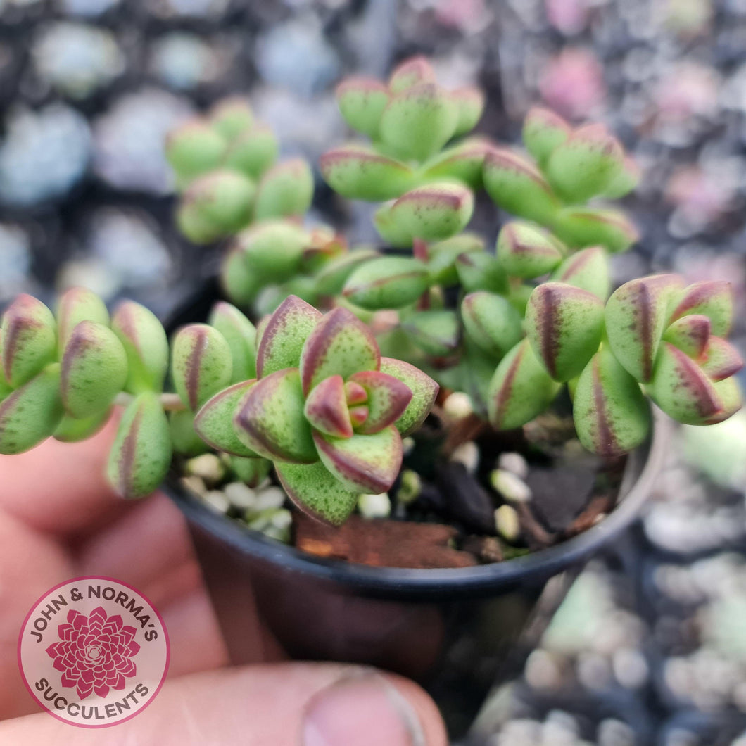 Crassula Rupestris - John & Norma's Succulents