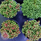 Sedum lydium