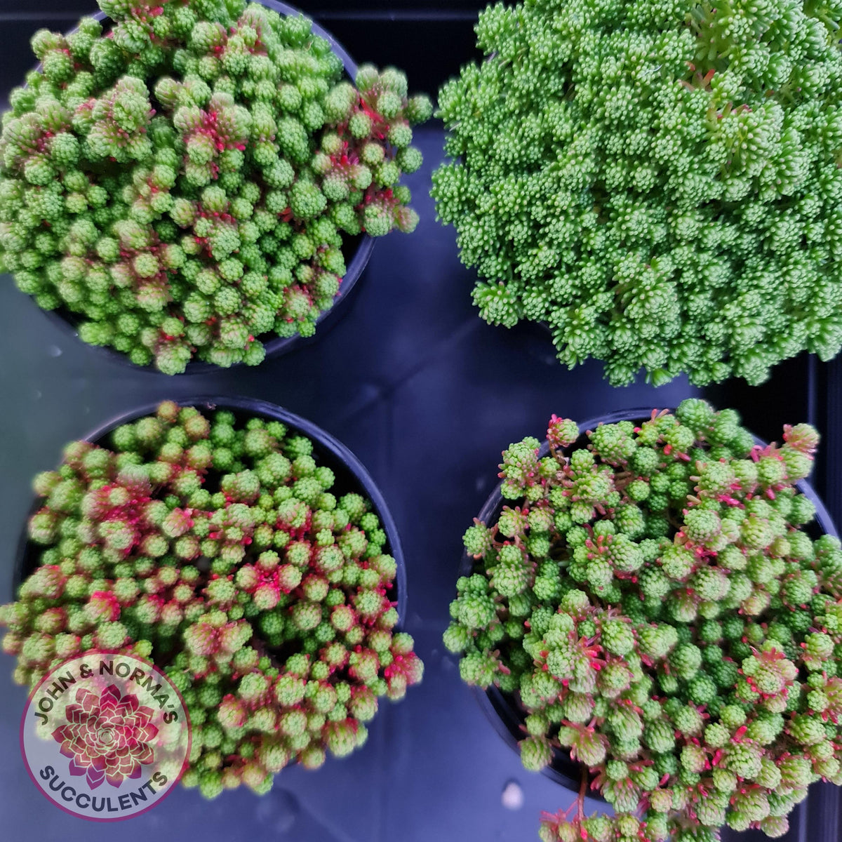 Sedum lydium
