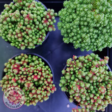 Load image into Gallery viewer, Sedum Lydium - John &amp; Norma&#39;s Succulents
