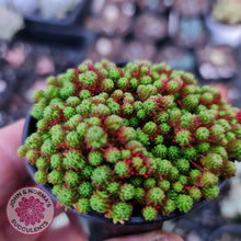 Load image into Gallery viewer, Sedum Lydium - John &amp; Norma&#39;s Succulents
