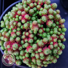 Load image into Gallery viewer, Sedum Lydium - John &amp; Norma&#39;s Succulents
