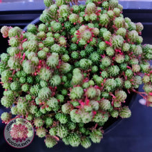 Load image into Gallery viewer, Sedum Lydium - John &amp; Norma&#39;s Succulents
