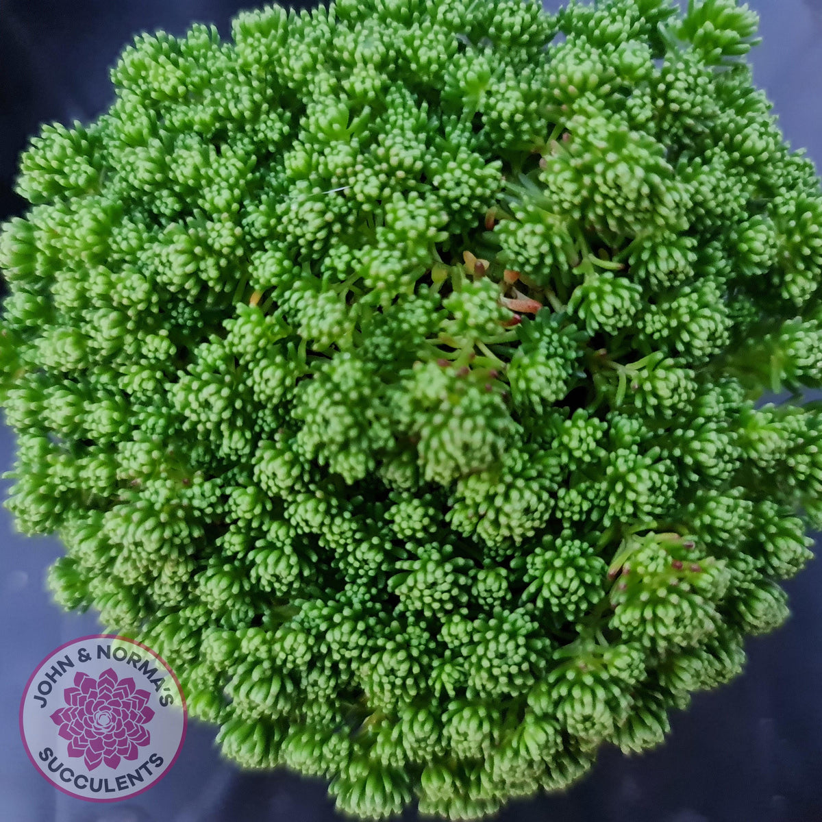 Sedum lydium