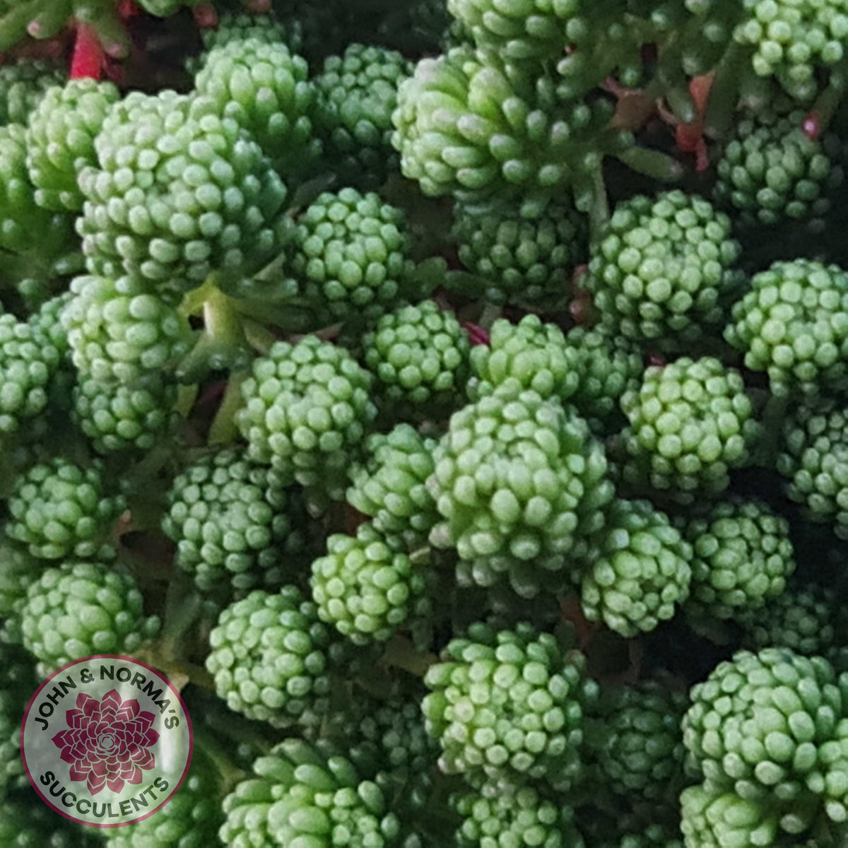 Sedum lydium