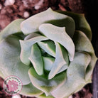 Graptoveria Lovely Rose