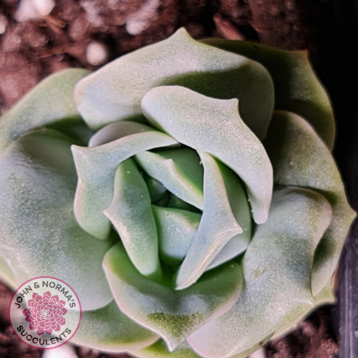 Graptoveria Lovely Rose