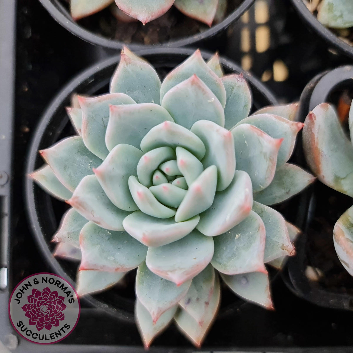 Echeveria 'Blue Bird'