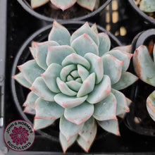 Load image into Gallery viewer, Echeveria Bluebird - John &amp; Norma&#39;s Succulents
