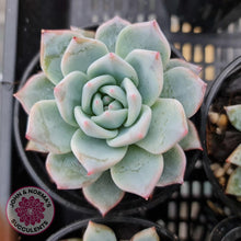 Load image into Gallery viewer, Echeveria Bluebird - John &amp; Norma&#39;s Succulents
