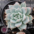 Echeveria 'Blue Bird'