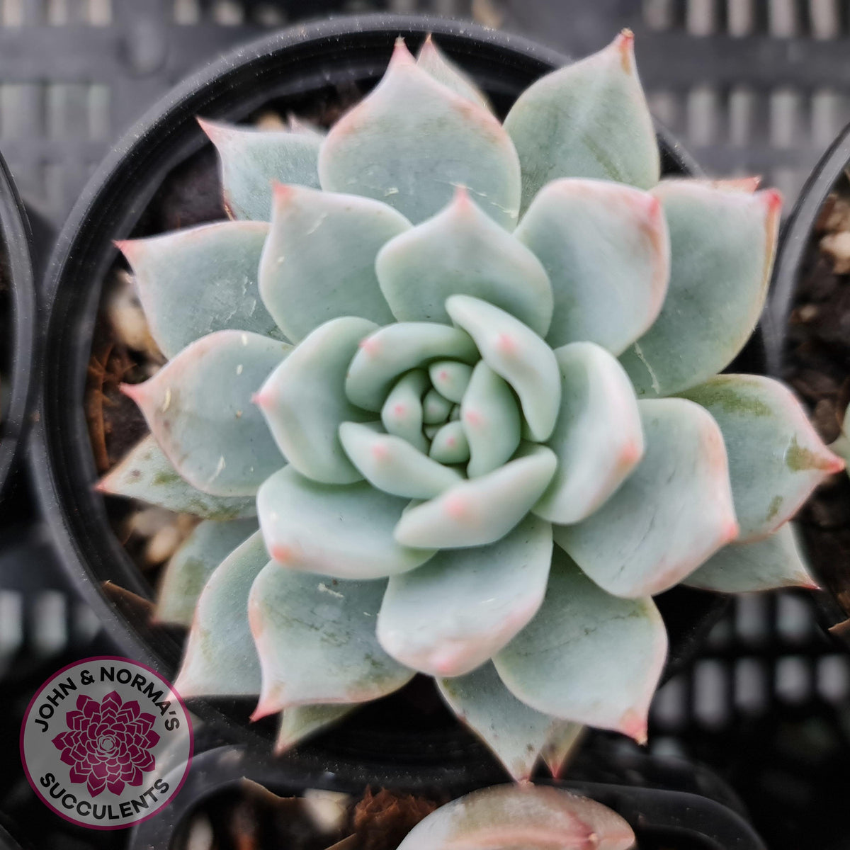 Echeveria 'Blue Bird'