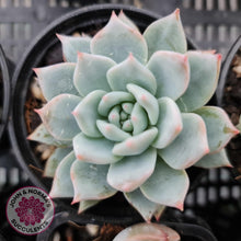 Load image into Gallery viewer, Echeveria Bluebird - John &amp; Norma&#39;s Succulents
