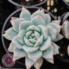 Echeveria 'Blue Bird'
