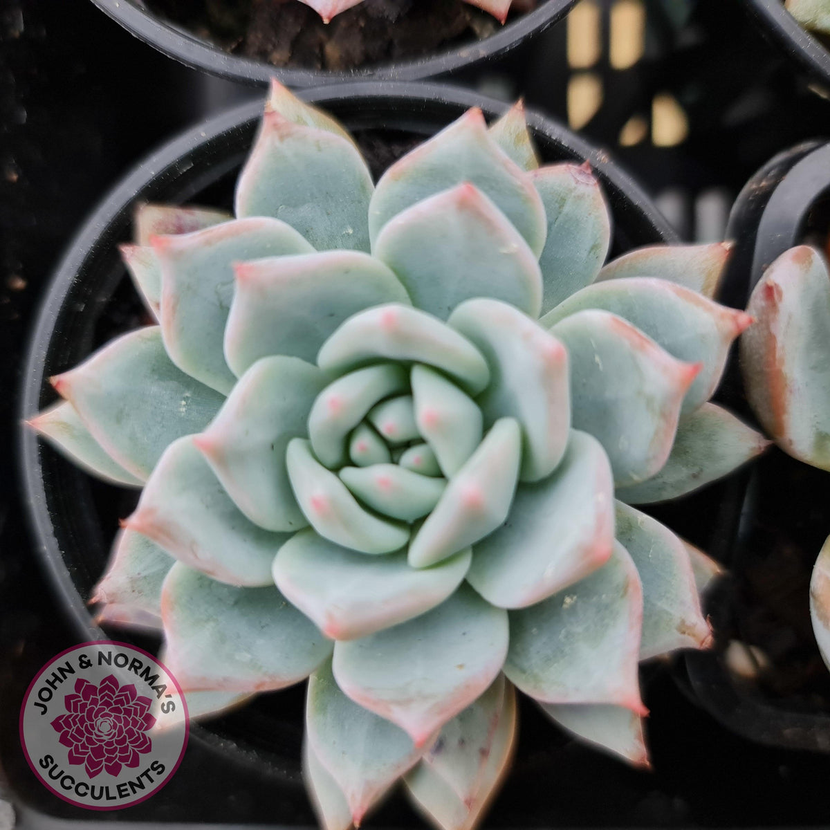 Echeveria 'Blue Bird'