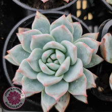 Load image into Gallery viewer, Echeveria Bluebird - John &amp; Norma&#39;s Succulents
