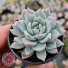 Echeveria 'Blue Bird'