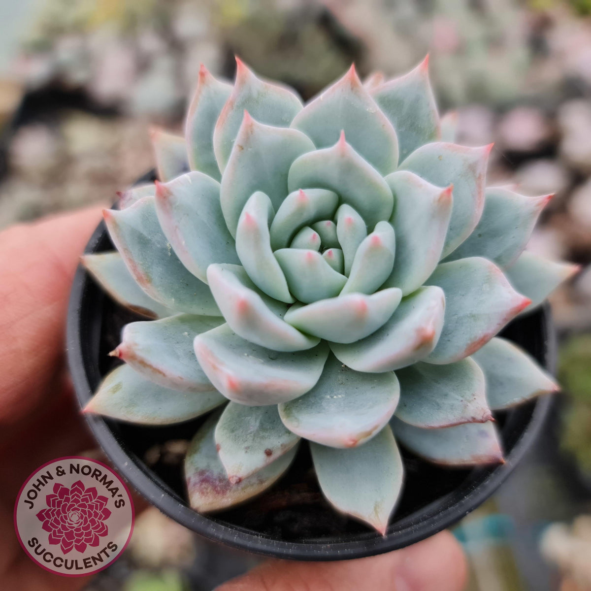 Echeveria 'Blue Bird'