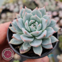 Load image into Gallery viewer, Echeveria Bluebird - John &amp; Norma&#39;s Succulents
