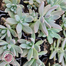 Graptosedum 'Francesco Baldi'