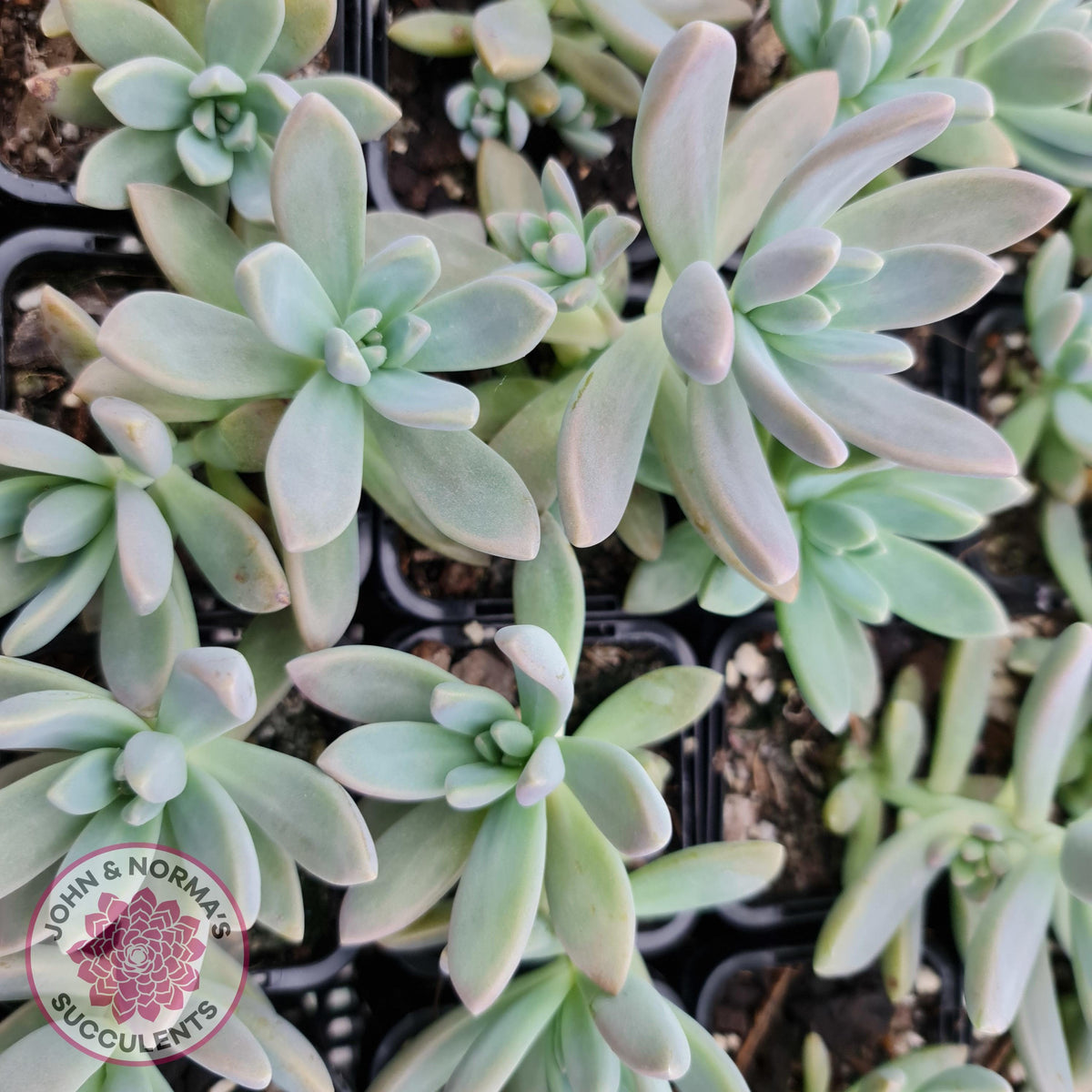 Graptosedum 'Francesco Baldi'