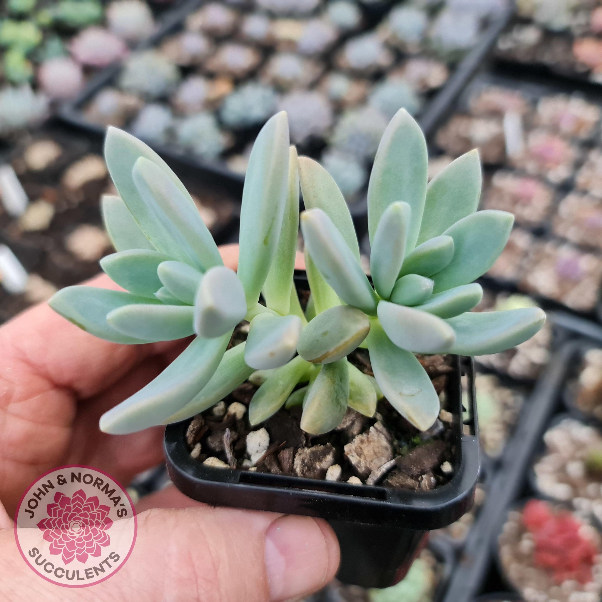 francesco baldi succulent Buy Graptosedum 'Francesco Baldi' Australia