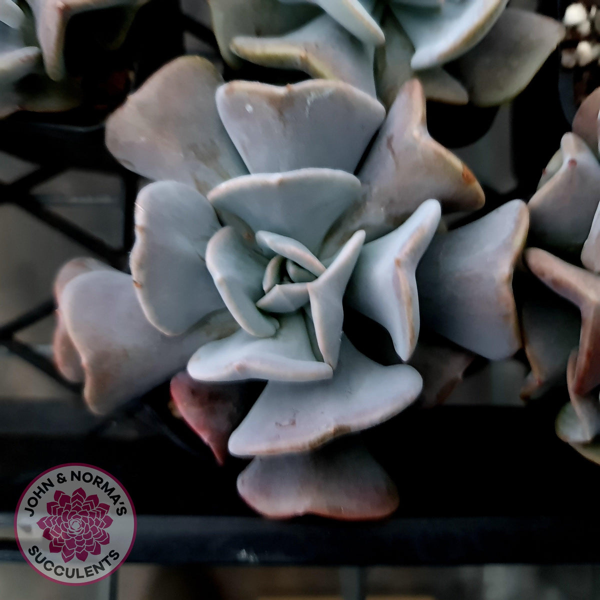 Echeveria Cubic Frost - Single