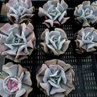 Echeveria Cubic Frost - Single