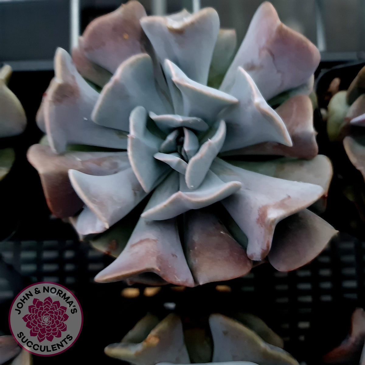 Echeveria Cubic Frost - Single