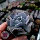 Echeveria Cubic Frost - Single