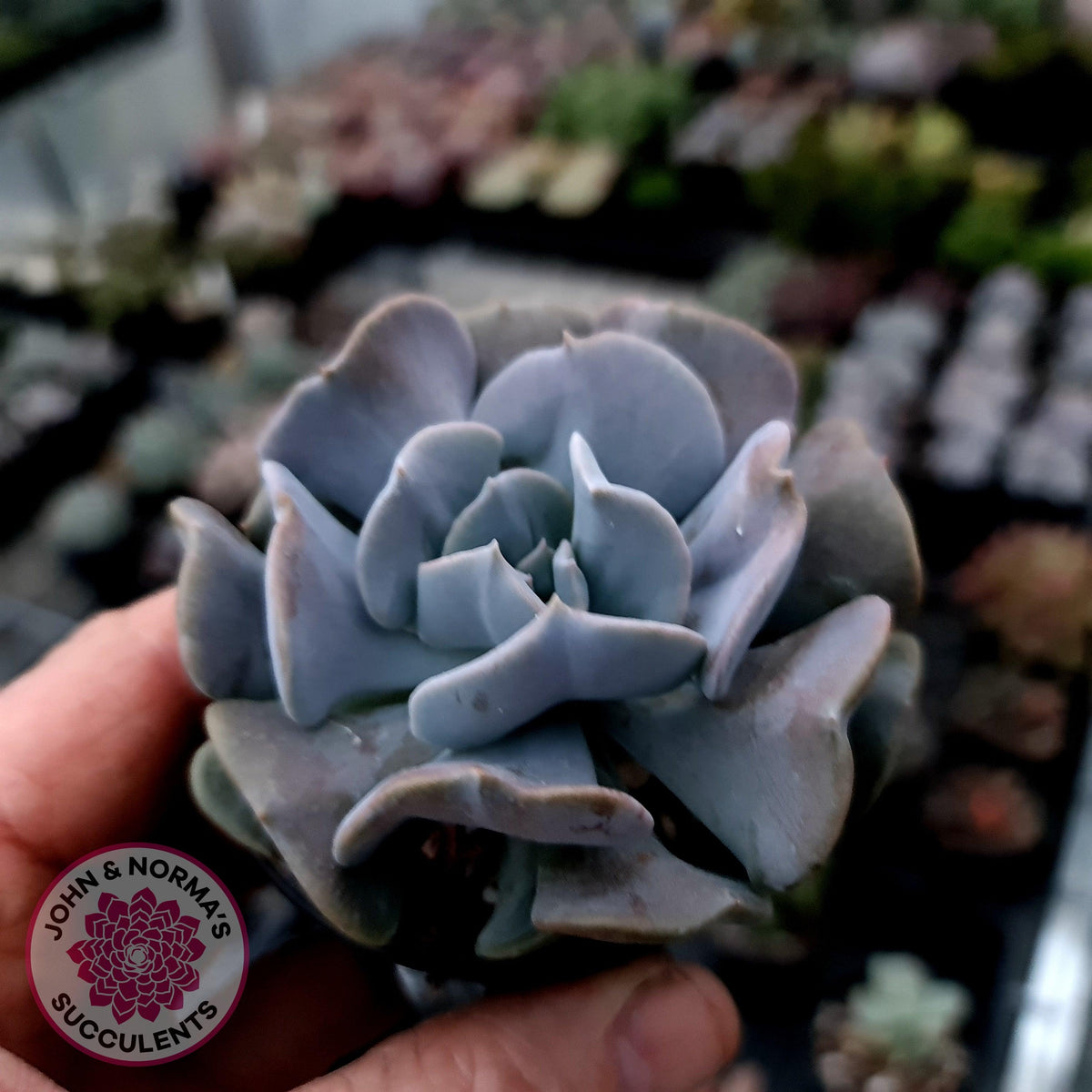 Echeveria Cubic Frost - Single