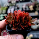 Echeveria Fimbriata Fasciculata Crest