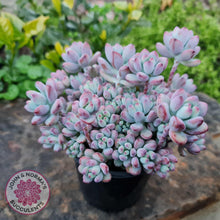 Load image into Gallery viewer, Sedum Comic Tom - Multi Heads - John &amp; Norma&#39;s Succulents
