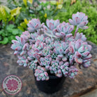 Sedum Comic Tom - Stressed Cuttings x 3